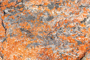 Macro texture of orange and black lichen moss growing on mountain rock