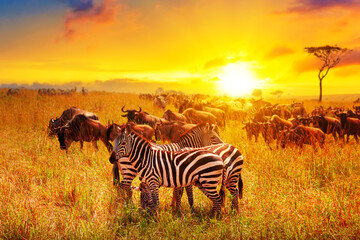 Zebra and wildebeests group with amazing sunset in african savannah. Serengeti National Park,...