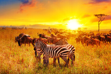 Zebra and wildebeests group with amazing sunset in african savannah. Serengeti National Park, Tanzania. Wild nature african landscape and safari concept