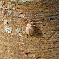 cicada shell on teh tree
