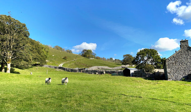 Yorkshire Dales farmhouse, with sheep in a nearby field near, Kettlewell, Skipton, UK