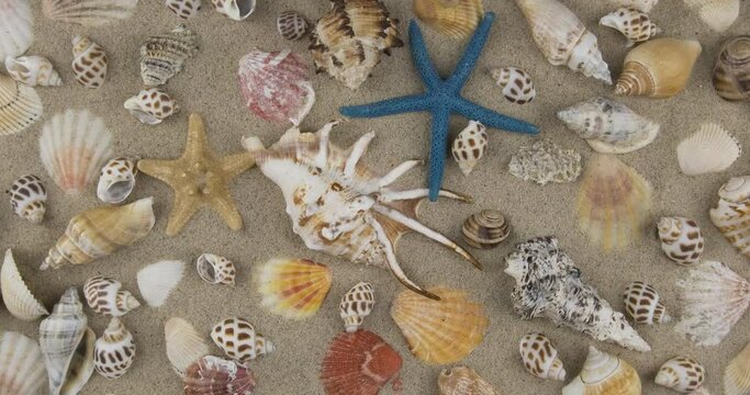 Rotation of a beautiful background of seashells and starfishes on the sand. Top view. Beach background
