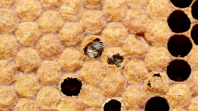 Hatching of young honey bee (Apis mellifera) from a honeycomb in hive, close-up in 4K VIDEO. Birth of newborn insect macro. Organic BIO farming, animal rights, back to nature concept.