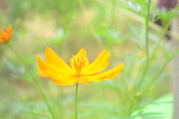 Yellow flower blurred background. Flower background photo