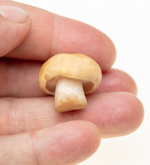Close-up of mushrooms in hand on a white