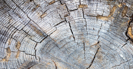Felling of a tree as an abstract background.