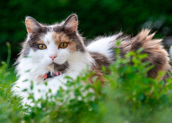 Chat dans le jardin