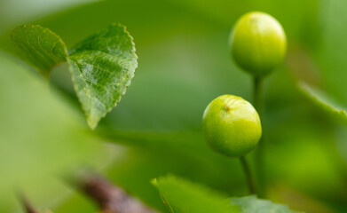 Green unripe cherry on the tree in spring.