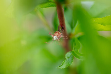 Small peaches on the tree in spring.