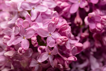 Fototapeta na wymiar Lilac flowers on nature as a background.