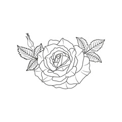 Rose flower bouquet  line art isolated