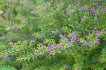 Obraz premium False heather, Elfin herb. little purple flower with green leaf in the garden