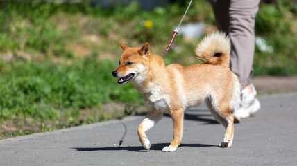 Portrait of a dog walking along the road