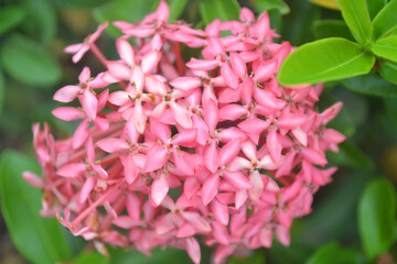 a close up photo of a Beautiful Pink asoka flower. King Ixora blooming (Ixora chinensis). Rubiaceae flower in the garden