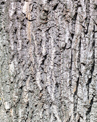 Bark on a tree as an abstract