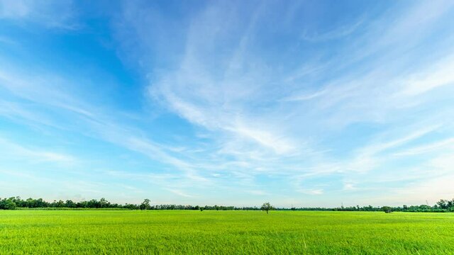 4K Time lapse of Scenic view landscape of Ears Of green Rice In The Field grass with field cornfield or in Asia country agriculture harvest with abstract with white clouds bright blue sky background.