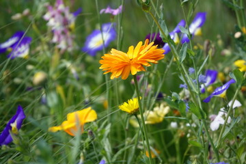 Fototapeta premium Blumenwiese