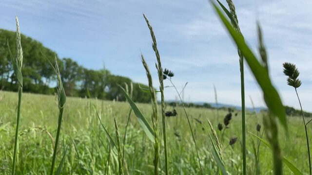 Beautiful green landscape with fields of green grass and blue sky with trees in the background.