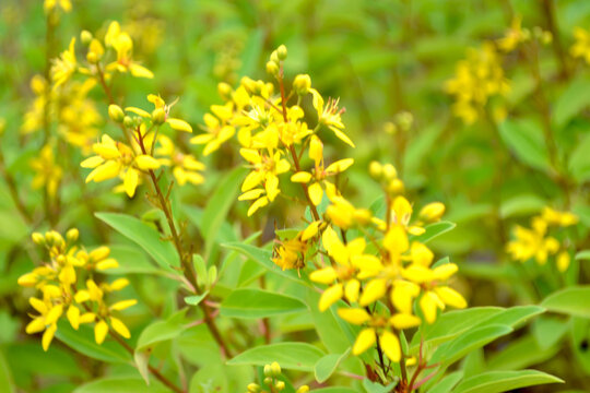 Little Yellow flower Thryallis glauca, Galphimia, Gold Shower medium shrub Dark yellow flowers inflorescence Background photo