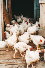 Chicken broilers. Poultry farm