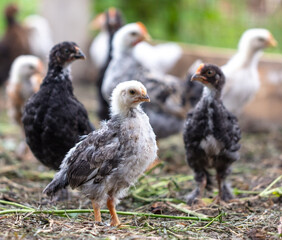 Portrait of a little chicken on the farm.