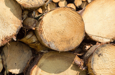 tree trunks during logging