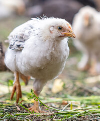 Portrait of a little chicken on the farm.