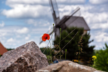 Podlaskie maki, Polska © podlaski49