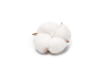 Cotton flower branch isolated on white background.