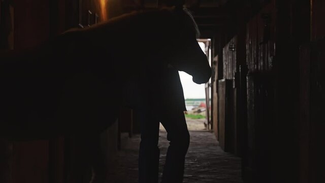 Silhouette of horse owner taking its horse into the horse stall. Dim lightings. Large strong stallion with its owner in the stable. Horse riding arena can be seen through the door of the stable.