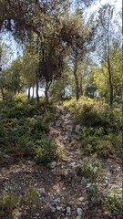 Fototapeta premium path in the woods