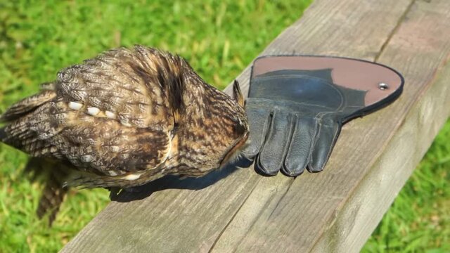 Long eared owl standing on wooden board near leather glove, flying bird of prey