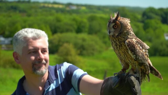 Man holding on hand with glove long eared owl bird of prey which slowly fly away