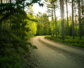A beautiful morning landscape of a temperate forest in the summer. Woodlands with trees and vegetation. Summertime scenery of Northern Europe.