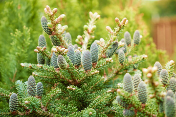 Lot of cones on branches of korean fir. Abies koreana in garden in golden light.