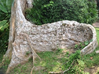 The rut of  the big forest