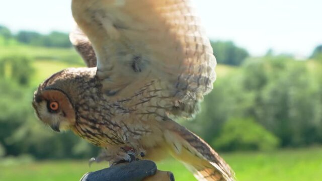 Long eared owl bird of prey standing on hand tries to fly botanic garden closeup