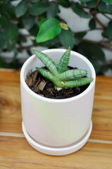 Sansevieria boncellensis, Sansevieria or Queen of Sansevieria or Sansevieria pinguicula