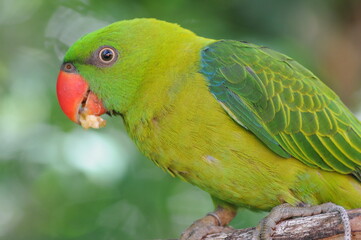 close-up of colorful rainbow lorikeet sitting on a tree branch on a blurred background.