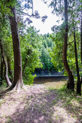 Trees leading into the gorge in Elora, ontario.