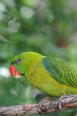 close-up of colorful rainbow lorikeet sitting on a tree branch on a blurred background.