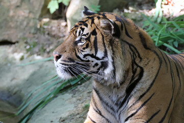 Fototapeta na wymiar Portrait du tigre de Sumatra