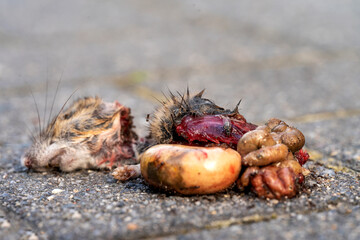 Tote Maus auf der Straße - obrazy, fototapety, plakaty