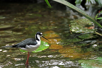Echasse blanche à la pêche