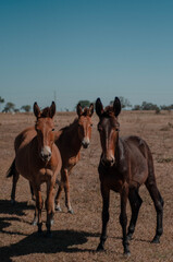 horses