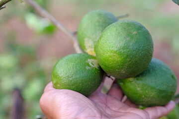 Disease in citrus fruit.Lemon tree canker disease.