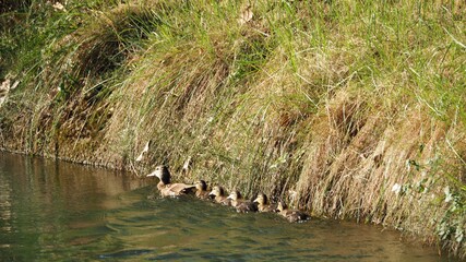 Duck family giving a pass through the borges blanques canal, lerida, spain, europe