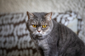grey british domestic cat with yellow eyes