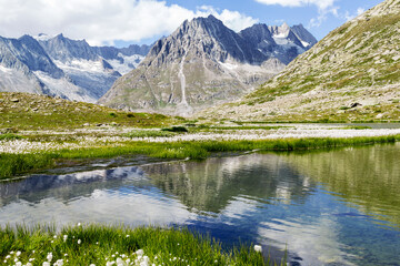 Fototapeta premium Maerjelensee at the Aletsch Glacier valley with cottengrass at the foreground