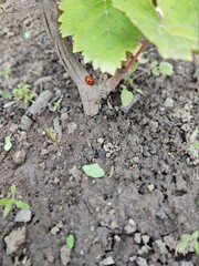 Two red and yellow ladybugs on a wooden stick in the ground